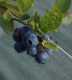 BLUETTA