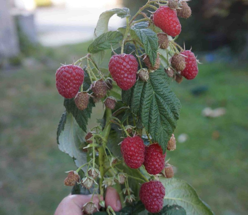Framboisier Willamette – 2 Plants, Variété Précoce, Saveur Classique – Parfait Pour La Congélation Et Les Jardins